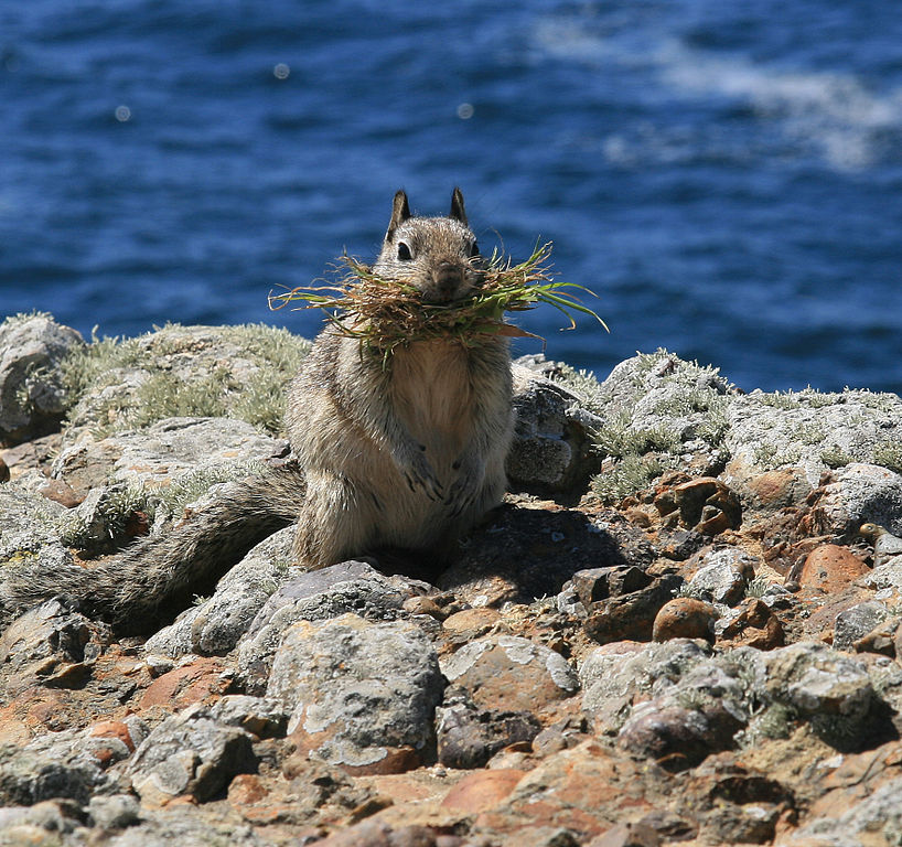 California gound squirrel